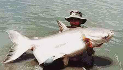 Cá tra dầu (Ảnh: Internet)