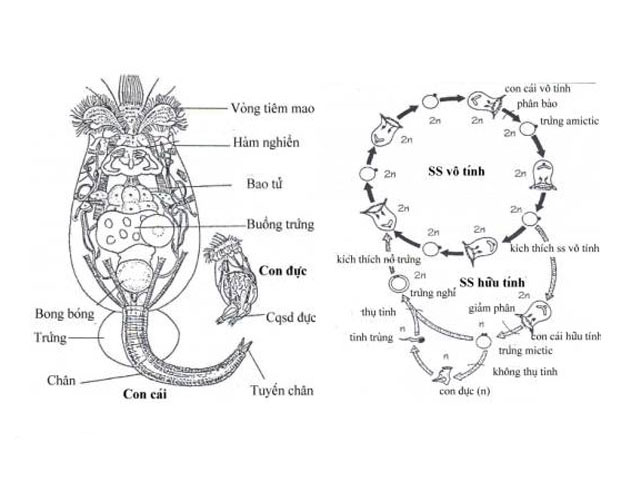 Kỹ thuật sử dụng luân trùng, vi tảo trong nuôi tôm