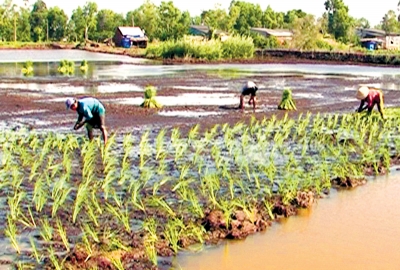 Giải pháp dinh dưỡng đúng giúp giảm chi phí tăng năng suất và lợi nhuận  cho nông dân trồng lúa