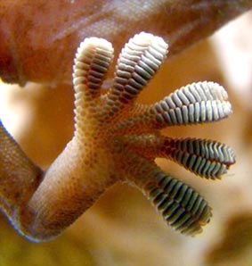 Bàn chân tắc kè