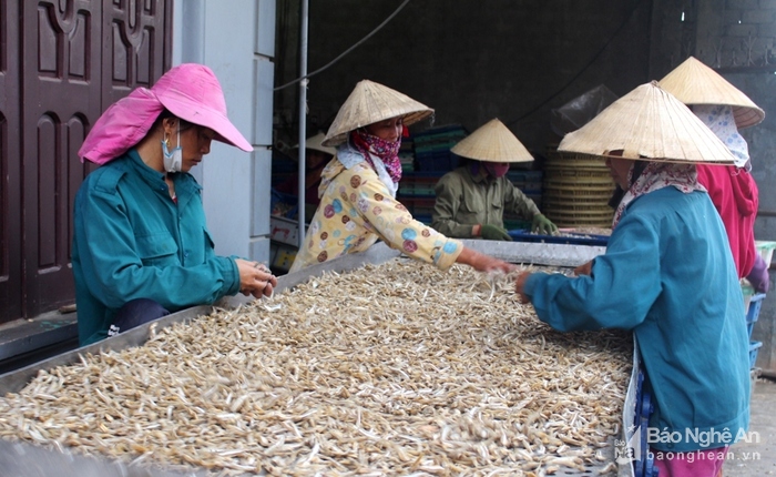 Làng biển Nghệ An vào mùa chế biến cá trỏng xuất khẩu