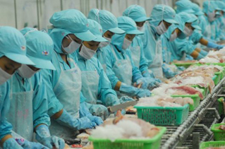 Chế biến cá tra xuất khẩu