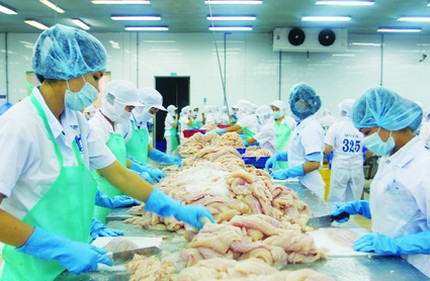 Chế biến cá tra xuất khẩu