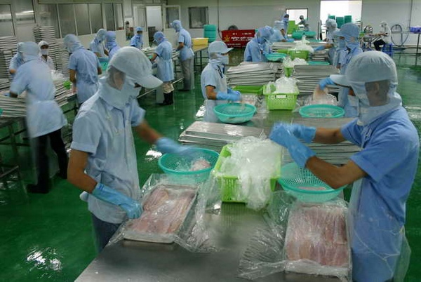 Chế biến cá tra xuất khẩu