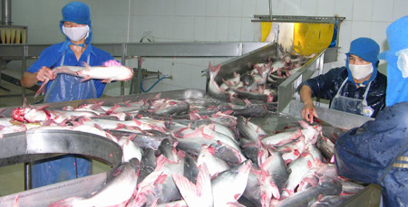 Chế biến cá tra