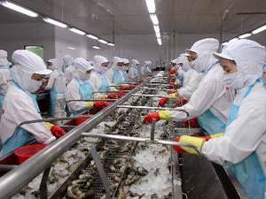 Chế biến tôm đông lạnh xuất khẩu