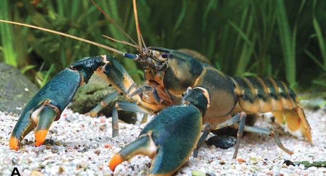 Cherax Snowden