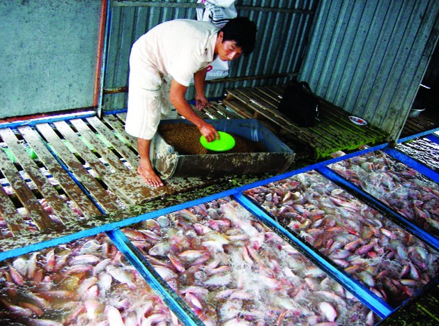 Người nuôi cá điêu hồng lồng bè đang điêu đứng vì không bán được cá dù chấp nhận lỗ vốn