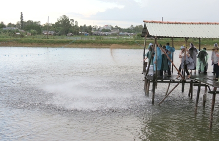 cho cá điêu hồng ăn