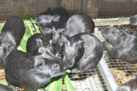 chồn nhung đen, đa cấp, chuột lang