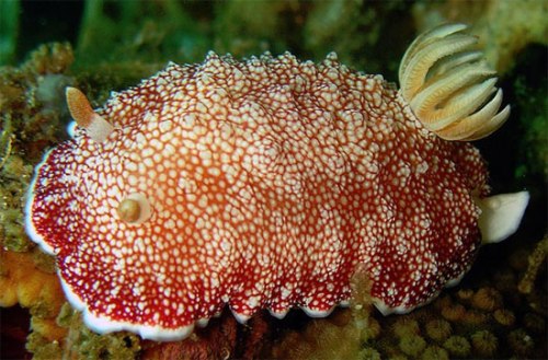 Chromodoris-reticulata