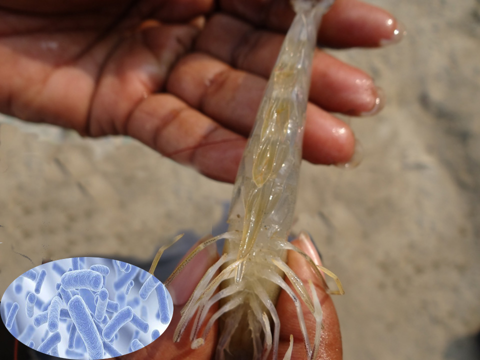 Probiotics từ Clostridium butyricum cho tôm thẻ