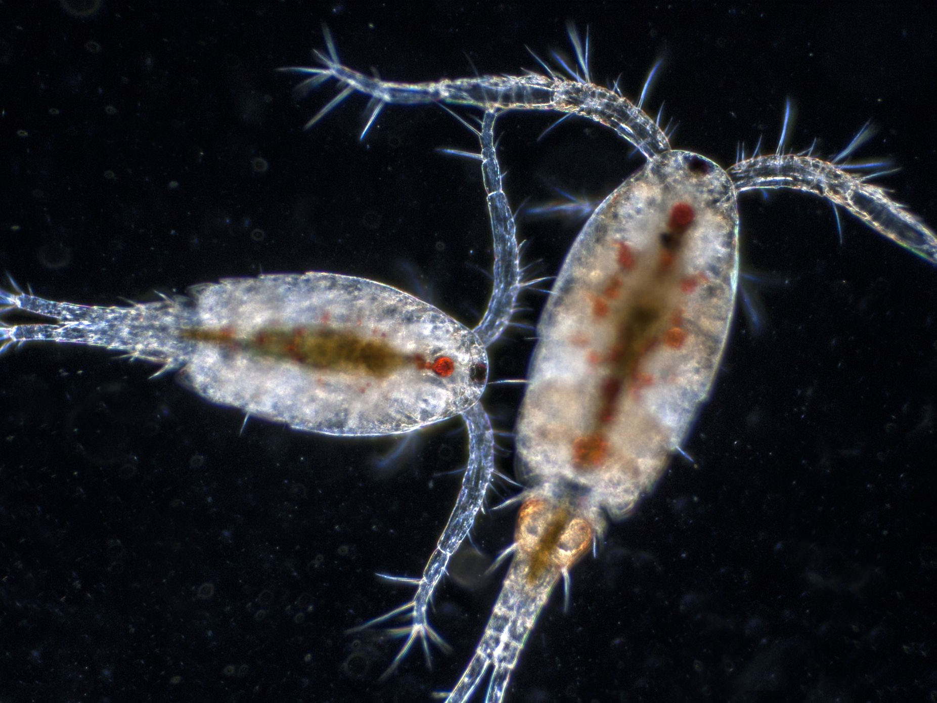 Sản xuất copepod quy mô công nghiệp