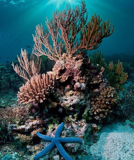 Cuba và Mỹ kết thúc nghiên cứu chung về rạn san hô tại Caribe