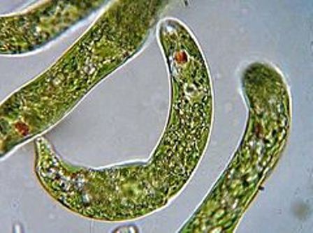 Euglena sp