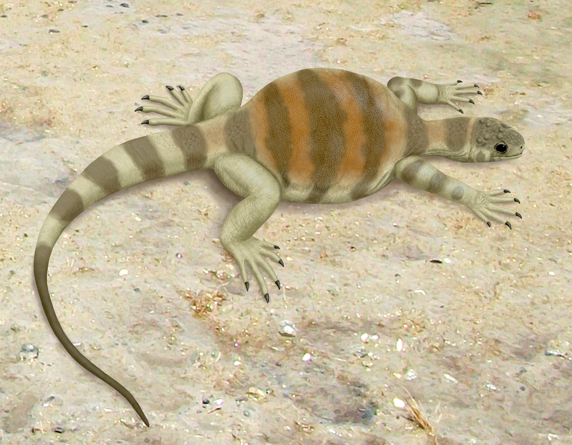 Eunotosaurus africanus, hóa thạch, tổ tiên của rùa