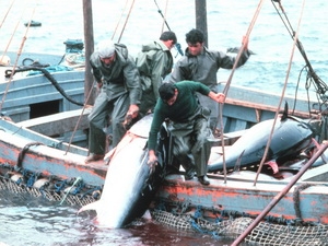 FAO thông qua nguyên tắc chống đánh cá trái phép