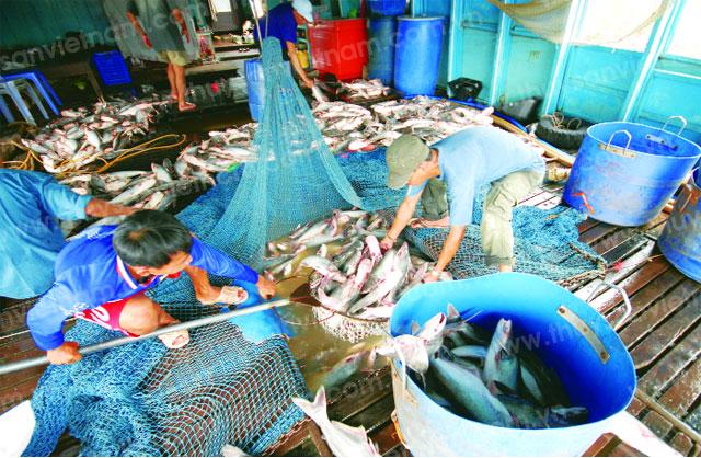 Vận chuyến cá tra thịt