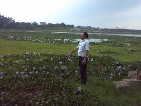 Chủ nhiệm HTX thủy sản Đại Thọ Nguyễn Ngọc Mậu tiếc nuối về vùng sản xuất của HTX nay không thể nuôi trồng thủy sản được nữa