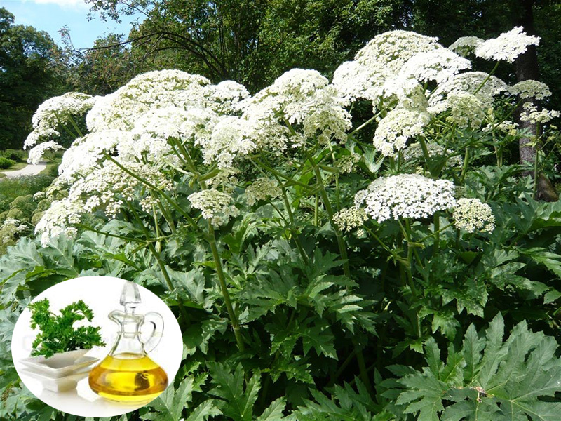 Ngò tây (Heracleum persicum) cải thiện miễn dịch và kiểm soát mầm bệnh