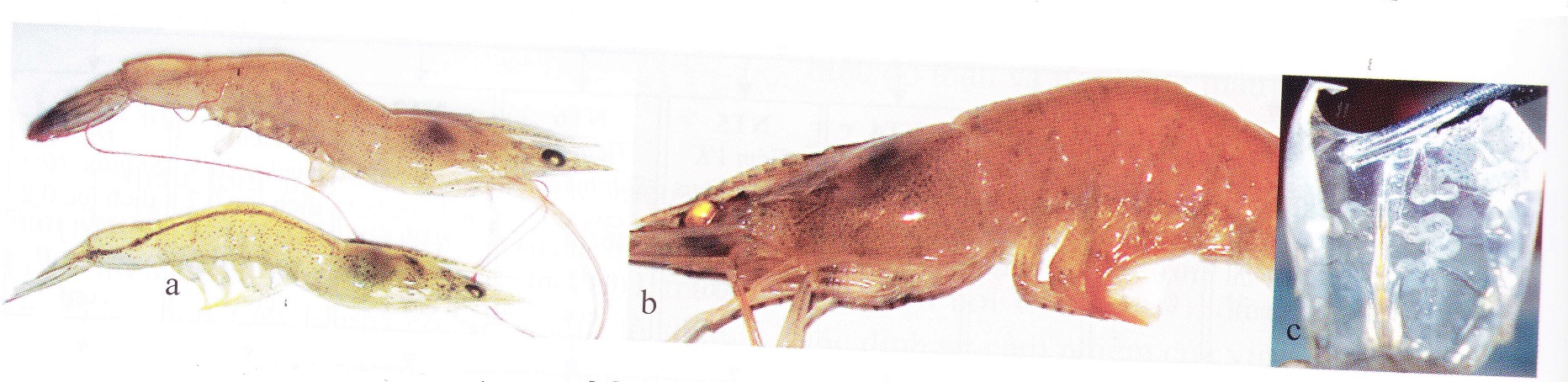 tôm chân trắng, hội chứng chết đỏ