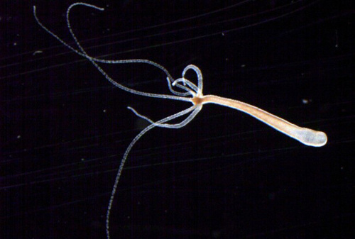 Hydra magnipapillata
