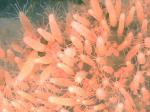 Hydractinia echinatais