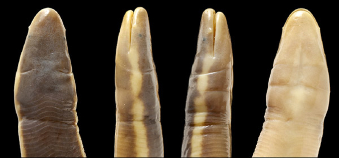 Ichthyophis multicolor