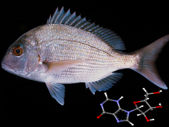 Inosine ảnh hưởng đến tăng trưởng của Cá Tráp (Pagrus major)