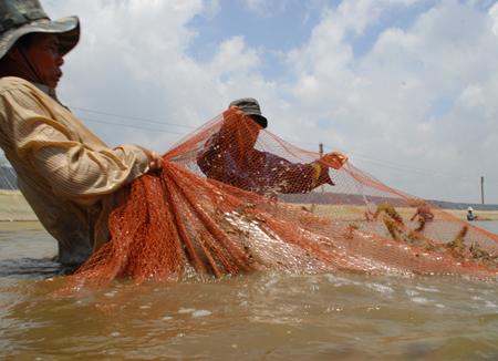 Thu hoạch tôm