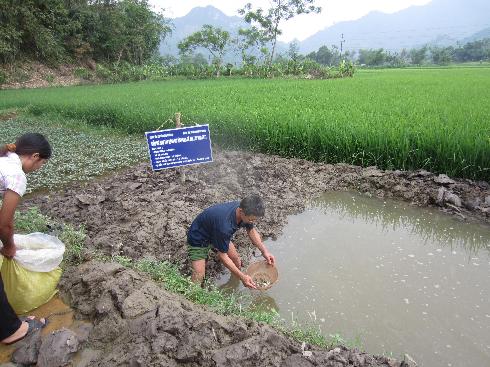 Mô hình lúa - cá