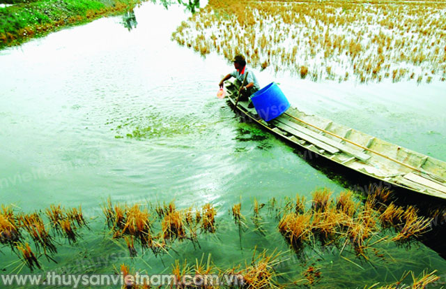 Mô hình tôm - lúa đang phát triển mạnh ở ĐBSCL - Ảnh: Phan Thanh