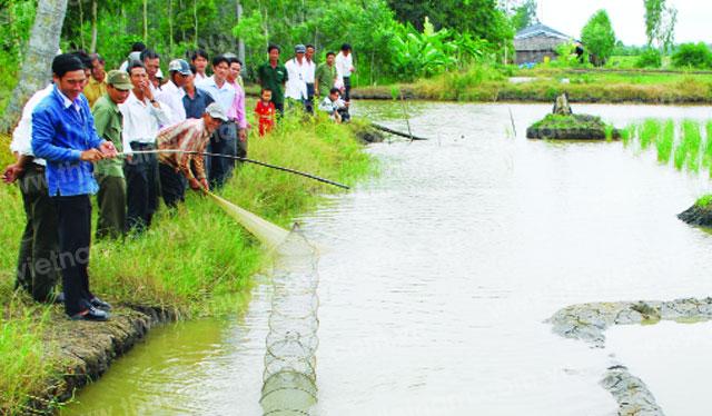 Mô hình tôm càng xanh - lúa