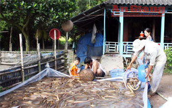 Thu hoạch lươn