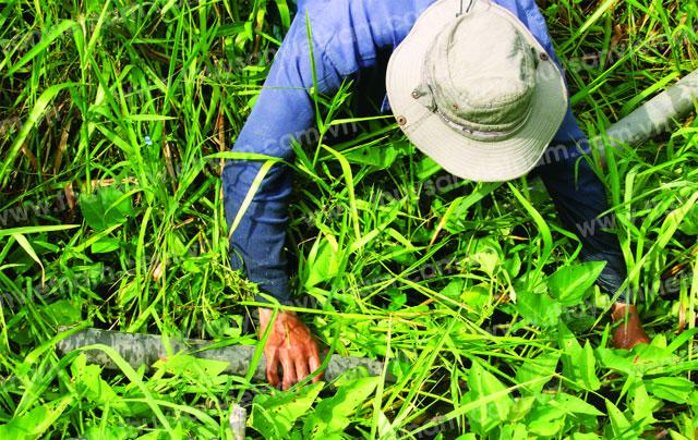 Đặt trúm lươn cả ban ngày hay trời tối đều bắt được lươn