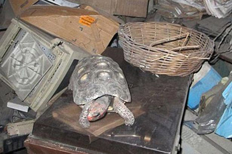 Rùa Manuela đã sống hơn 30 năm cùng những thiết bị điện tử hỏng trong phòng kho ở tầng hai của ngôi nhà. Ảnh: Mirror.
