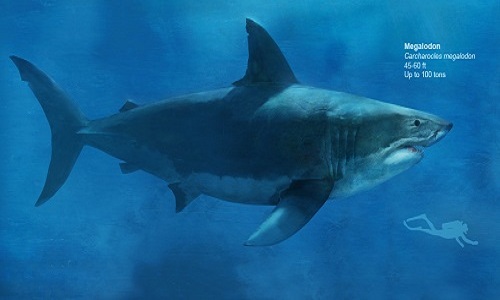 Megalodon