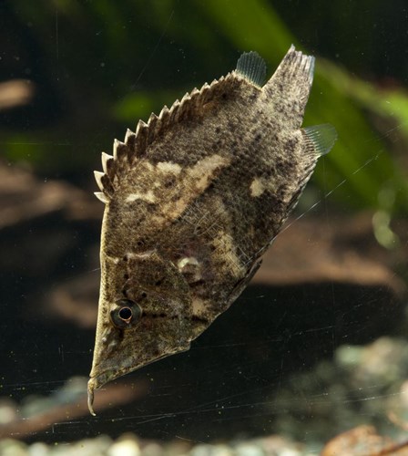 Monocirrhus polyacanthus