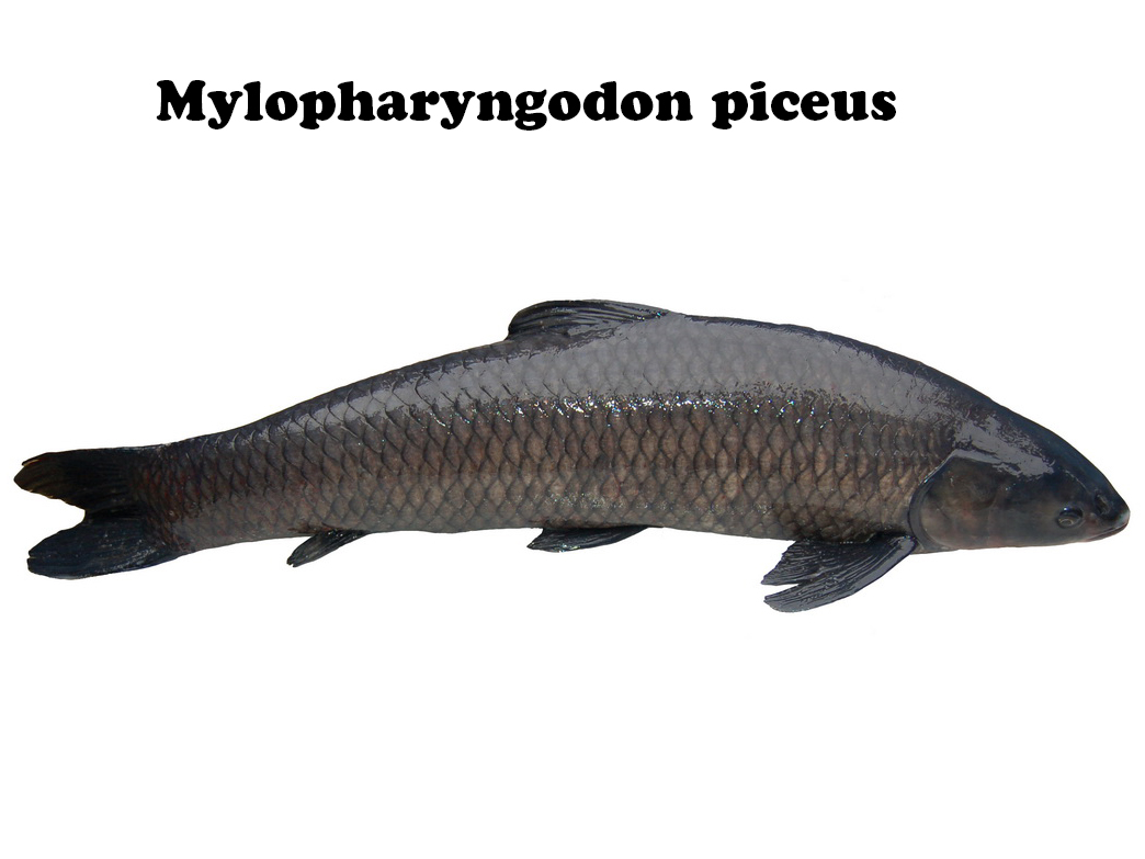 Hà Nội: Nuôi cá trắm đen (Mylopharyngodon piceus) trong lồng