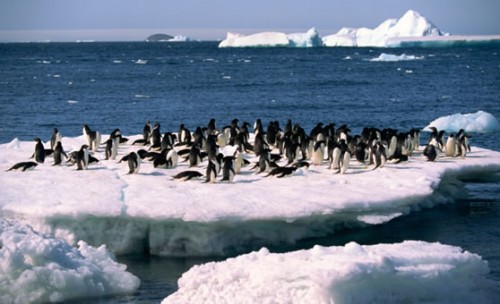 Đa dạng sinh học vùng biển Nam cực (Ảnh: Greenr.ca)