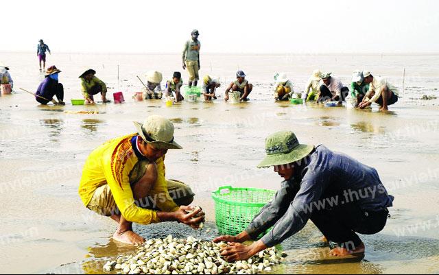 Nghêu Bến Tre khẳng định vị thế trong và ngoài nước - Ảnh: Phan Thanh Cường