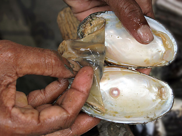 Ngọc trai, chân trâu