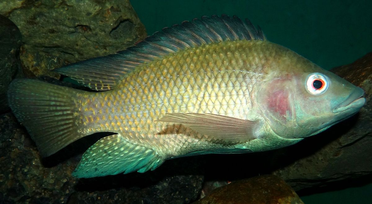 Hướng dẫn phòng, chống bệnh Tilapia lake virus (TiLV) trên cá rô phi