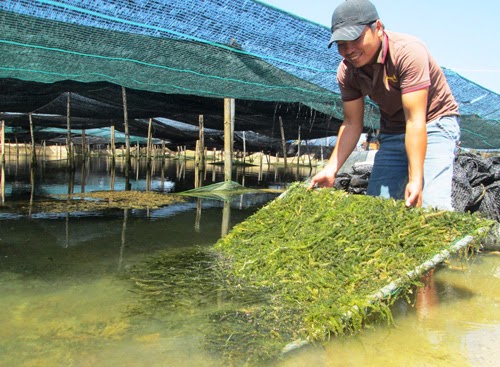 Đánh thức tiềm năng ngành rong biển