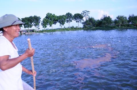 Cho cá ăn, thức ăn