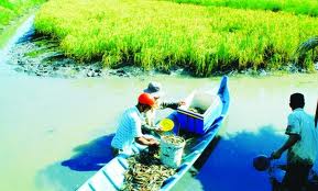 Nuôi ghép lúa tôm