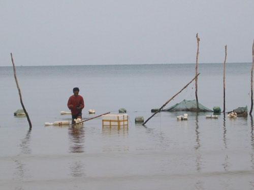 Ốc hương chết hàng loạt, người nuôi mất cả tỷ đồng.