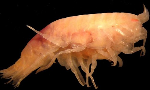 Paracallisoma
