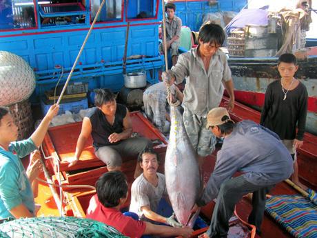Năm 2012, ngư dân Phú Yên được mùa cá ngừ đại dương với tổng sản lượng hơn 6.100 tấn, cao nhất từ trước đến nay.