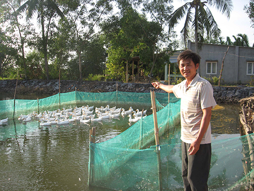 Anh Phúc Văn Sang (ngụ ấp 2, xã Tam An) với đàn vịt mới gầy lại và hệ thống chuồng trại mới được sửa sang